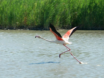 Plameňák v rezevaci Camargue