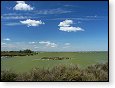 Mokřady v Camargue