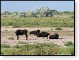 Černí býci v Camargue