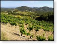 Vinice pod Dentelles