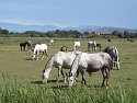 Koně v přírodním parku Aiguamolls de l'Empordá