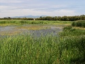 Mokřady v přírodním parku Aiguamolls de l'Empordá