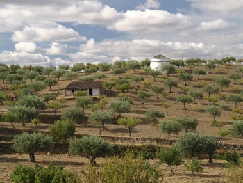 Typický obrázek zemědělské krajiny Alto Douro