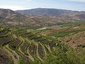 Vinice v údolí Rio Douro u obce Pocinho