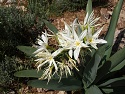 Lír irylský (pancratium illyricum) na náhorní planině Supramonte