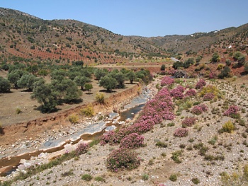 Údolí Río Campanillas lemované oleandry